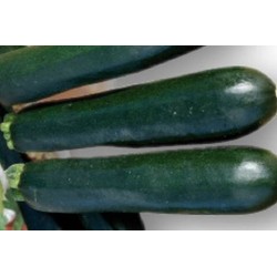 COURGETTE 'Tendor' FF B3G7