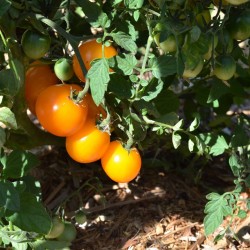 TOMATE 'Gold Nugget' FF B3G7