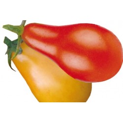 TOMATE 'Red Pear' FF B3G7
