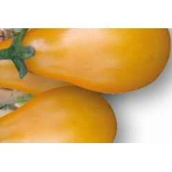 TOMATE 'Yellow Pear' FF B3G7