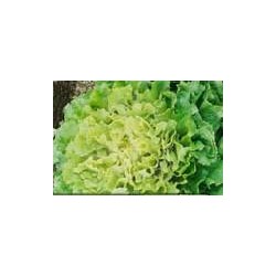 SCAROLE Grosse Bouclee FF B12M