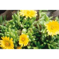 DELOSPERMA lineare FF C0.65L