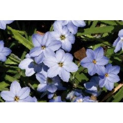 IPHEION uniflorum FF C0.65L