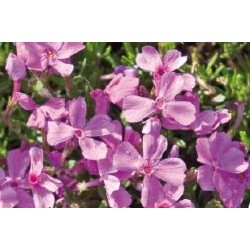 PHLOX subulata 'Moerheimii'...