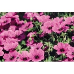 GERANIUM riversleaianum...