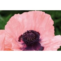 PAPAVER orientale...