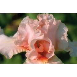IRIS germanica 'Paradise...