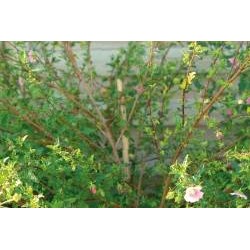 ANISODONTEA FF C0.65L
