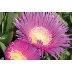 CARPOBROTUS edulis FF C0.65L
