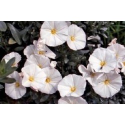 CONVOLVULUS cneorum FF C0.65L