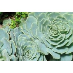 ECHEVERIA secunda 'Glauca'...