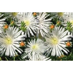 LAMPRANTHUS blandus FF C0.65L