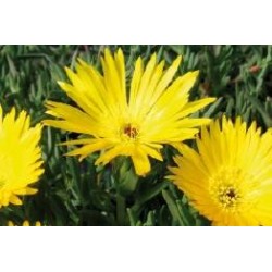 LAMPRANTHUS glaucus FF C0.65L