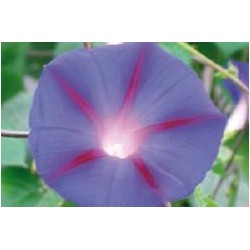 IPOMEE indica FF C0.65L