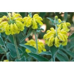 PHLOMIS assorti FF C0.65L