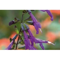 SALVIA chamaedryoides FF...