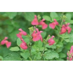 SALVIA microphylla 'Pink...