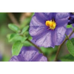 SOLANUM rantonnetii FF C0.65L
