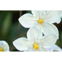 SOLANUM jasminoides 'Album'...