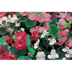 BEGONIA FF B6G8