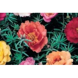 PORTULACA FF B6G8