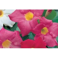 MANDEVILLA FF B6G8