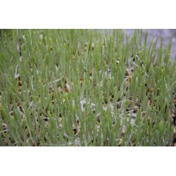 HERBE a Chat FF B6G8