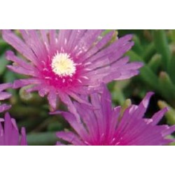 DELOSPERMA cooperi FF B6G8