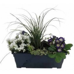 PLANTE annuelle Printemps...