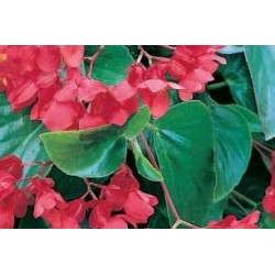BEGONIA 'Dragon Wing' FF...