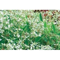EUPHORBE hypericifolia FF...