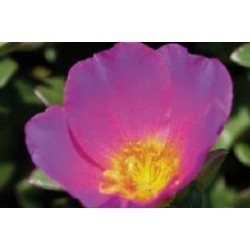 PORTULACA 'Samba' FF SUSP6L