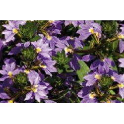 SCAEVOLA 'Blue Fan' FF SUSP6L
