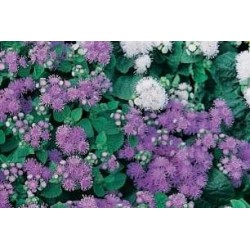 AGERATUM houstonianum FF...