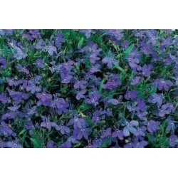 LOBELIA erinus FF C0.65L