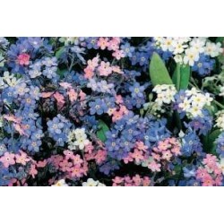 MYOSOTIS FF C0.65L
