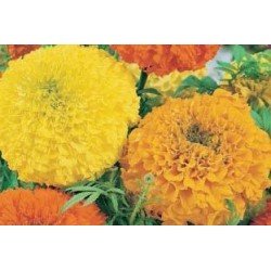 ROSE d'Inde FF C0.65L