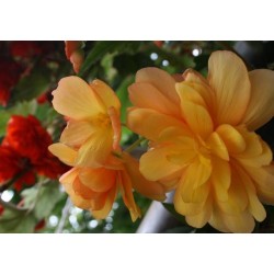 BEGONIA tubereux FF C0.65L