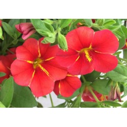 CALIBRACHOA FF C0.65L