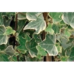 HEDERA helix FF C0.65L