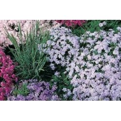 PHLOX subulata assorti FF...