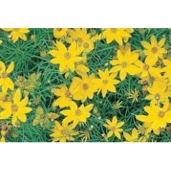 COREOPSIS nain FF C0.65L