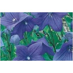 PLATYCODON grandiflorus FF...