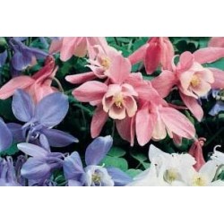 AQUILEGIA flabellata FF C0.65L