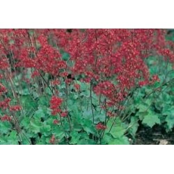 HEUCHERA C0.65L