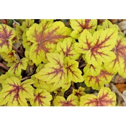 HEUCHERA C1L