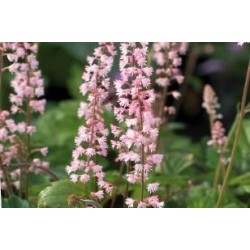 HEUCHERELLA C1L
