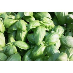 BASILIC BIO C1L