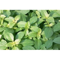 BASILIC Fin Vert BIO C1L