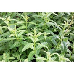 VERVEINE citronnelle BIO...